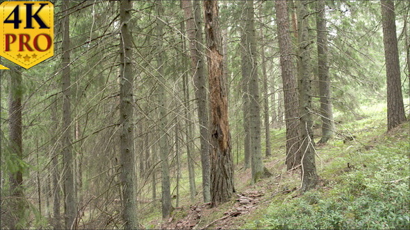 A Spruce of Blueberry in the Middle of the Forest