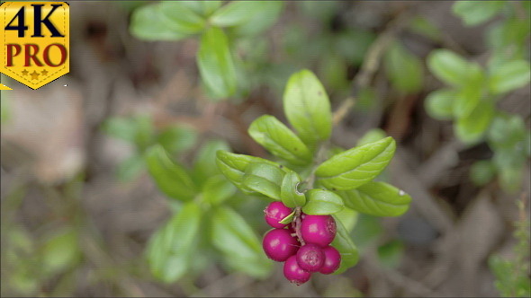 Closer Look of the Cowberry Plant Fruit