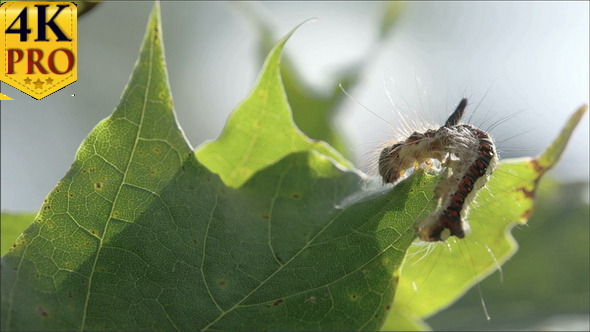 A Hairy Moth on the Maple Leaf