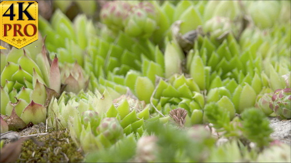 A Plant Called Sempervivum or Houseleeks