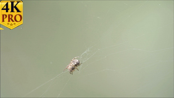 A Thomisidae Spider on the Spider Web