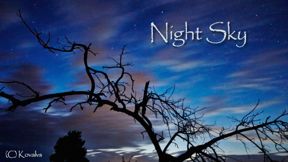 Dead Tree And Night Sky