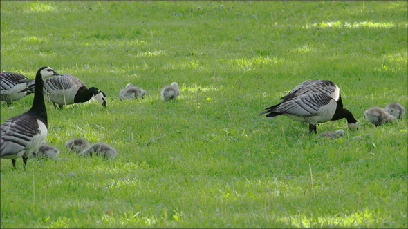 Lots of Goose and Gosling on the Park