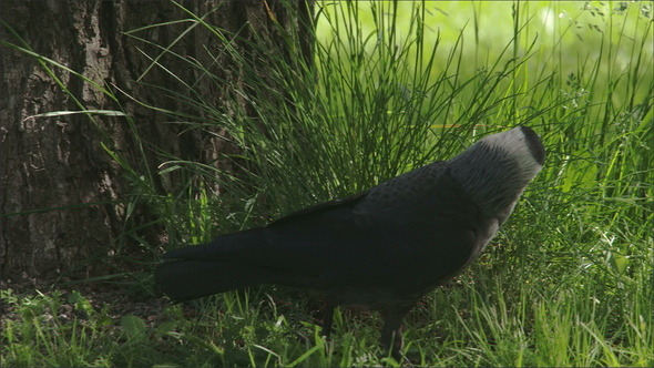 A Black Jackdaw Hopping