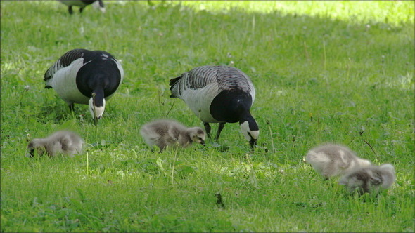 The Goose and the Goslings Around the Park