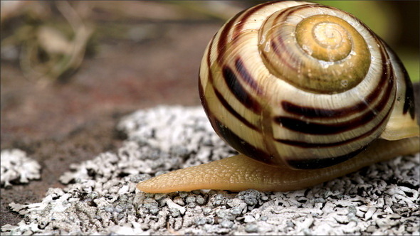 A Snail Crawling on the Small Rocks