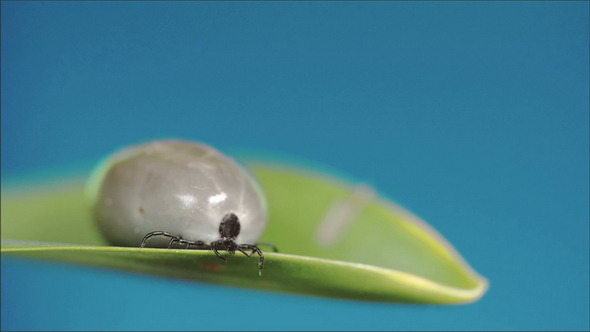 A Very Fat Tick Crawling