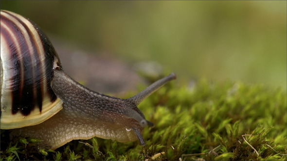 The Snails Head Getting Out of the Shell