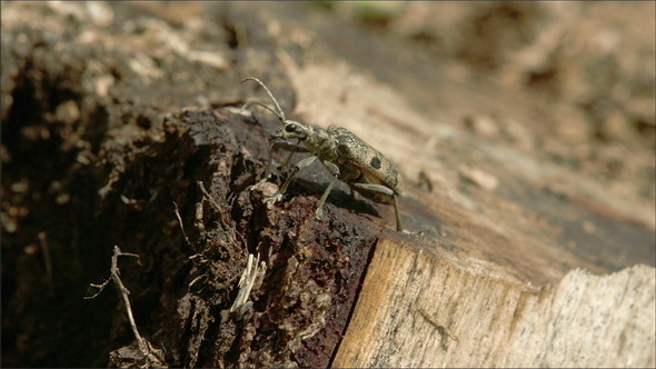 Crawling Beetles on the Wood