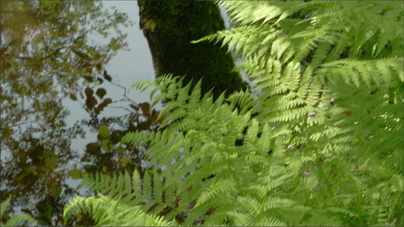Green Ferns on the Forest