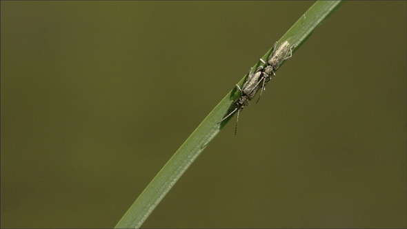 Two Bugs Mating on a Leaf