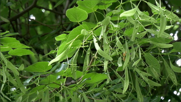 The Green Luscios Herbs of Little-Leaf Linden Tree
