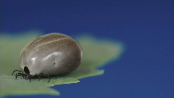 A Tick with Huge Stomach