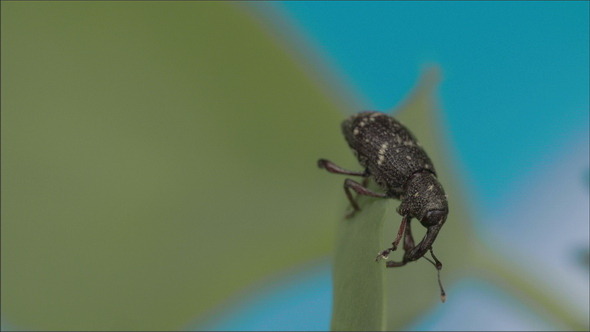 Black Large Weevil Crawling on the Leaf