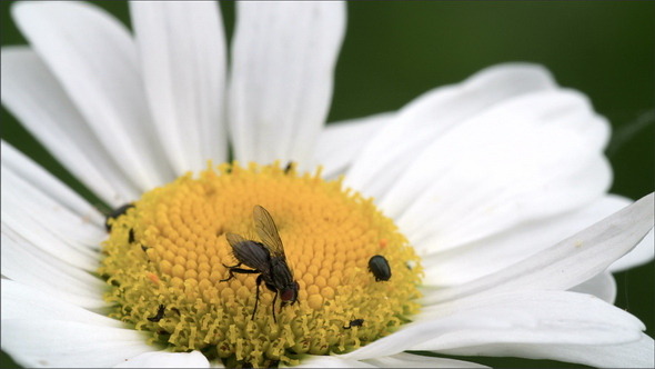 A Mayweed Flower with a Fly and Some Pests