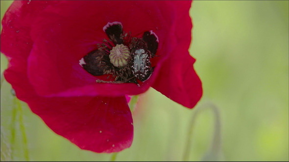 Petals of the Poppy Flower