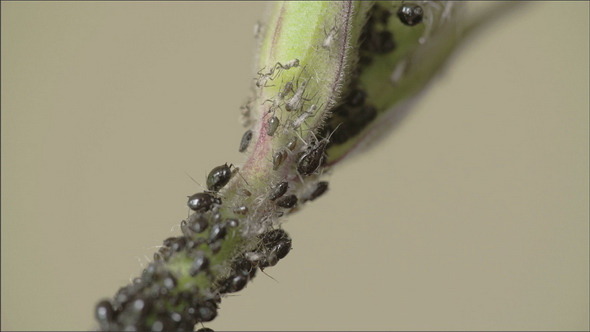 An Aphid Crawling on the Stem