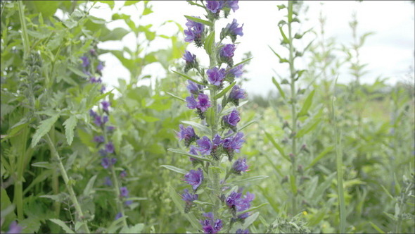 A Blueweed Plant in a Garden