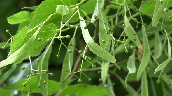 The Fruits of the Small-leaved Linden Plant