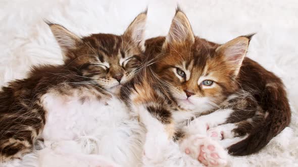 Grey Striped Kittens Wakes Up and Stretches