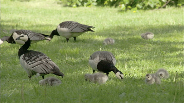 Set of Goose and Goslings on the Grass