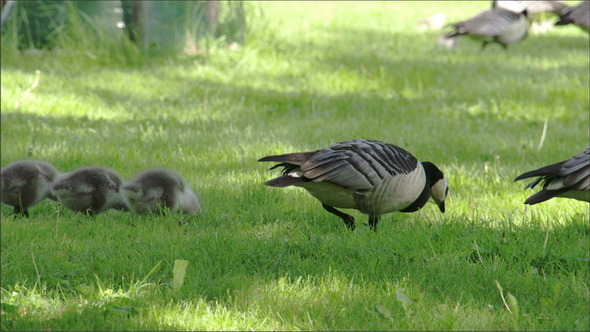 A Mother Goose and Her Goslings