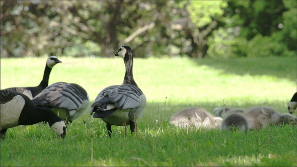 Four Goose and the Goslings