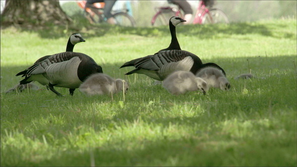 Couple of Barnacle Goose on the Grass
