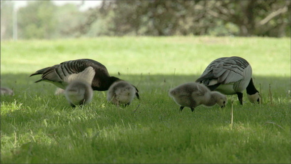 Two Goose and Three Goslings