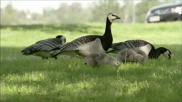 The Three Goose Eating on the Grass