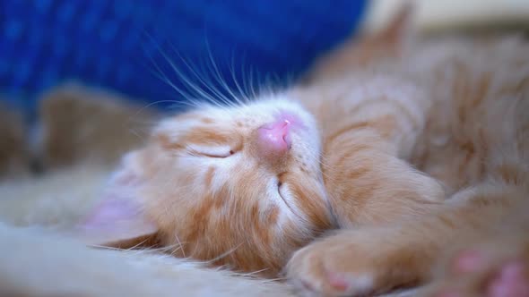 Fluffy Cute Red Kitten Sleep on the Couch at Home