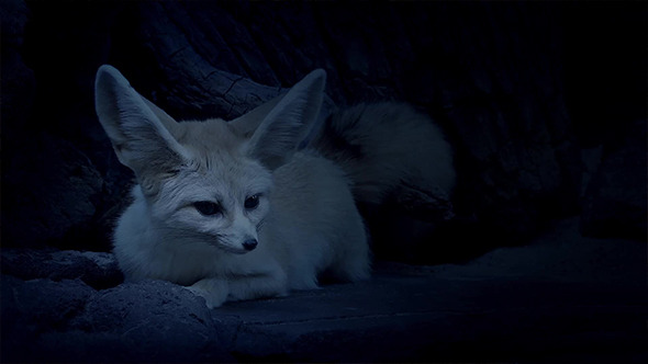 Cave Fox Listening Out For Danger In The Night