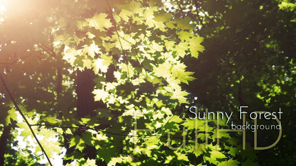Sunny Forest