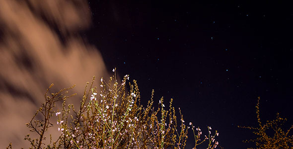 Blooming Apricot Tree Under Night Sky