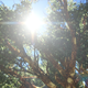 Sun Rays Through Tree Branch 01 - VideoHive Item for Sale