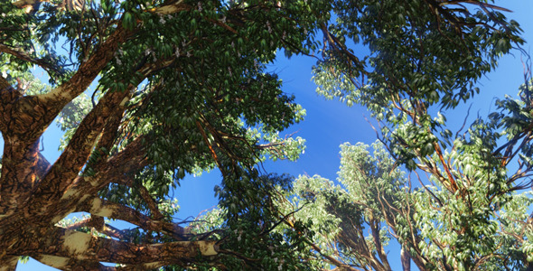 Sun Rays Through Tree Branch 02