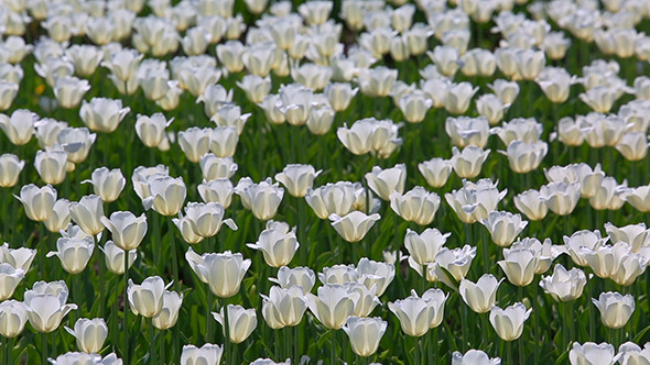 Field Of White Tulips