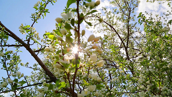 Sun Shining Through Blossom Apple Tree