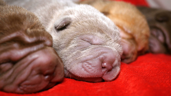 Newborn Shar Pei Pups Sleeping