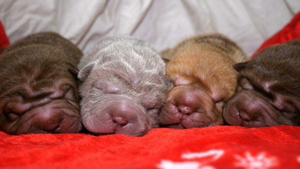 Newborn Shar Pei Puppies Sleeping