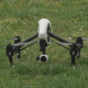 Quadcopter Drone Take Off and Land - VideoHive Item for Sale