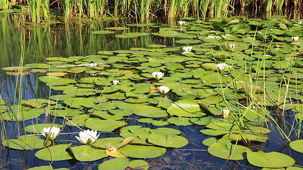 Water-Lily Flowers And Leaves On Pond