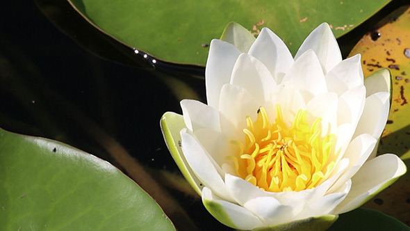 Water-Lily Flowers And Leaves