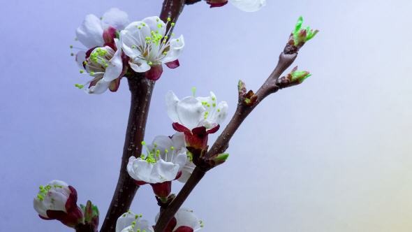 Spring in Plum Garden