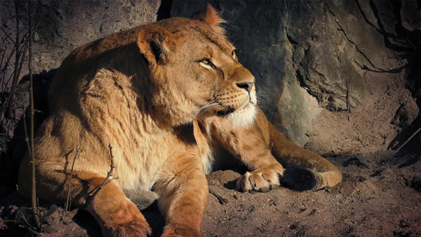 Lioness Resting In Cave On Hot Day
