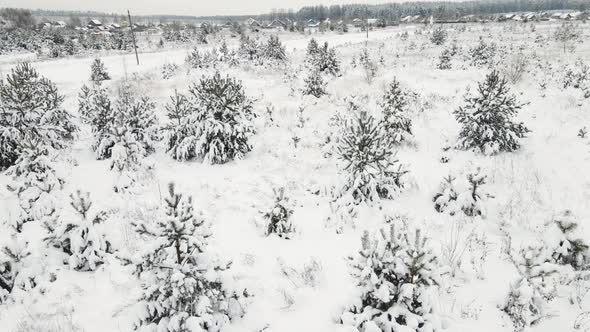 Snowcovered Winter Field with Christmas Trees Aerial View