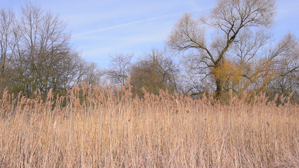 Reeds and Tree