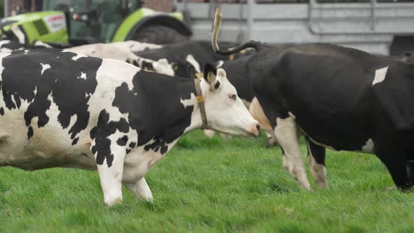 Happy family of cows running on green meadow. Joy and happiness concept