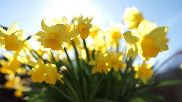 Miniature Daffodil Part 3