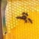 Group Of Honey Bees On Honeycomb - VideoHive Item for Sale